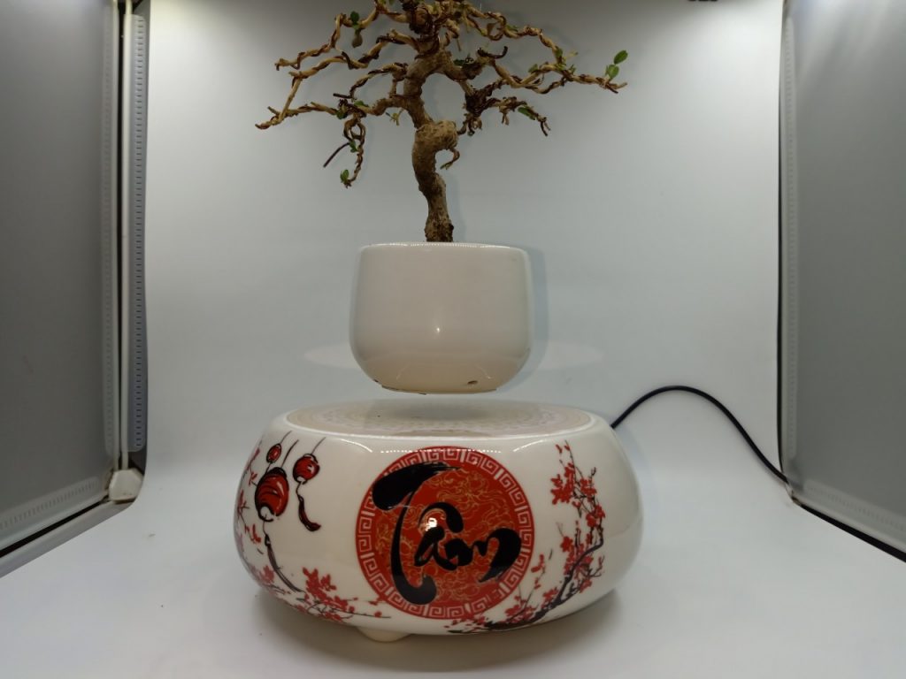 Bonsai bay Hoa xuân – Đạo Tâm thư pháp