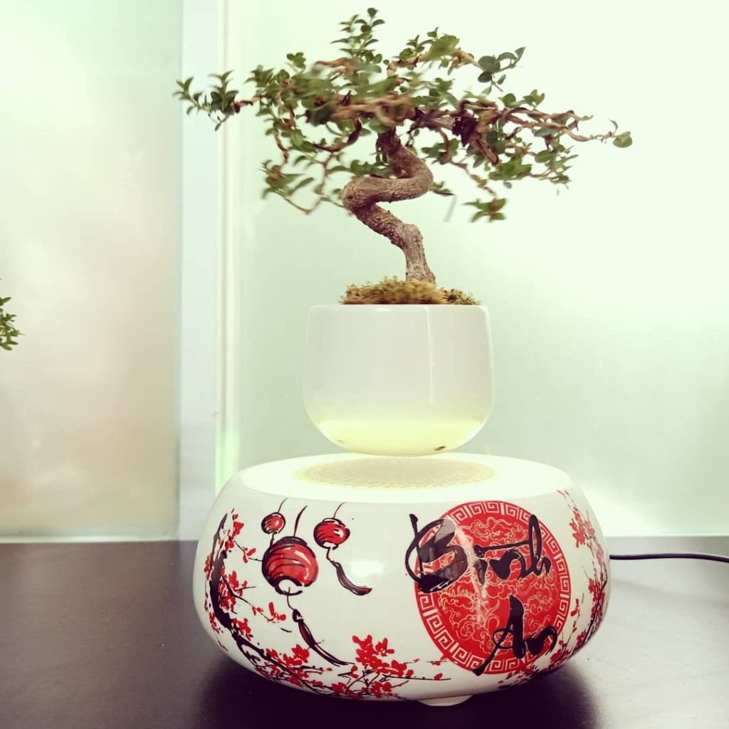 AIR BONSAI BAY SERIES ĐẶC BIỆT QUÀ TẶNG ĐẦU XUÂN
