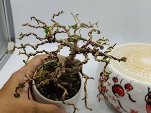 Bonsai bay Hoa xuân – Đạo Tâm thư pháp