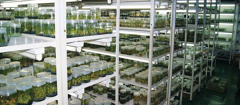 Mở phòng nuôi cấy mô thực vật có kiếm được lợi nhuận ?