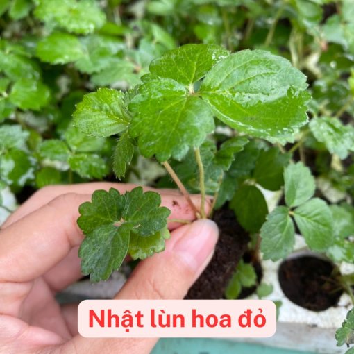Giống Dâu Tây 