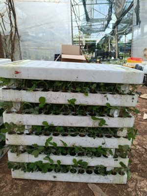 Cập nhật giống dâu tây Hana và giống Sachi Nhật bản