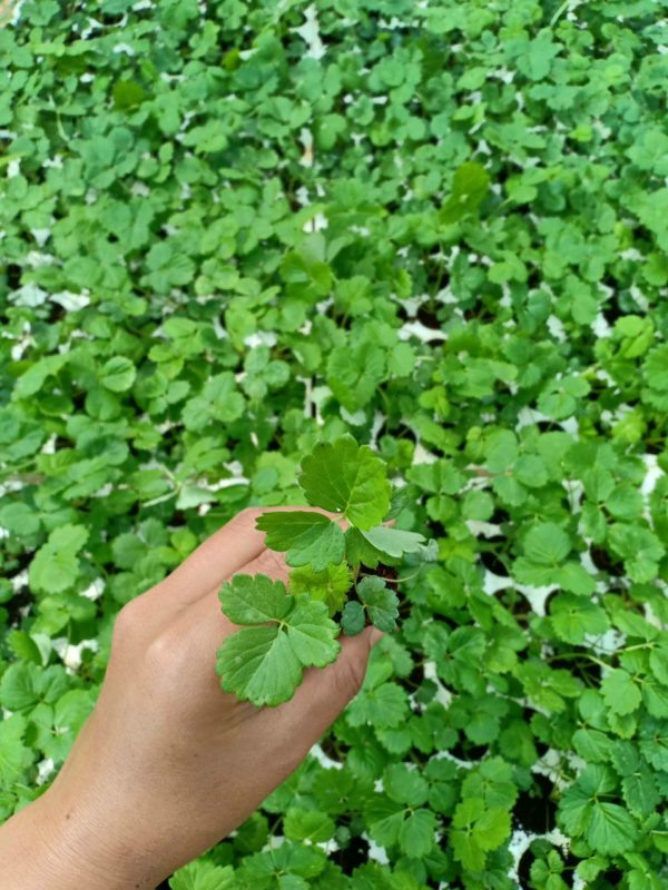 Cập nhật giống dâu tây Hana và giống Sachi Nhật bản