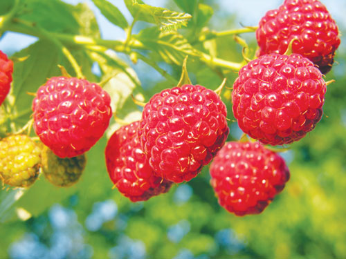 Giống Phúc Bồn Tử