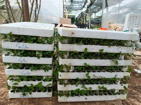 Cập nhật giống dâu tây Hana và giống Sachi Nhật bản