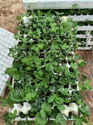 Cập nhật giống dâu tây Hana và giống Sachi Nhật bản