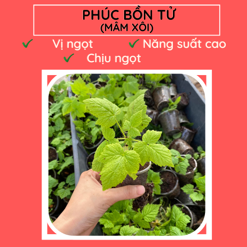Phúc bồn tử là một loại quả có giá trị dinh dưỡng cao, chứa nhiều chất dinh dưỡng như vitamin C lên đến 53,7% cùng nhiều loại vitamin K, vitamin E, các khoáng chất Mn, Mg, Cu, Zn, K, và chất xơ. Loại cây này hiện nay được trồng phổ biến tại Lâm Đồng và một số tỉnh thành khác